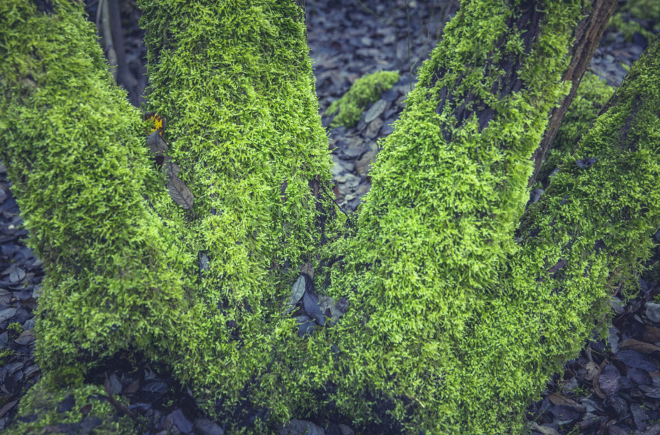 Dead Tree Trunk Moss