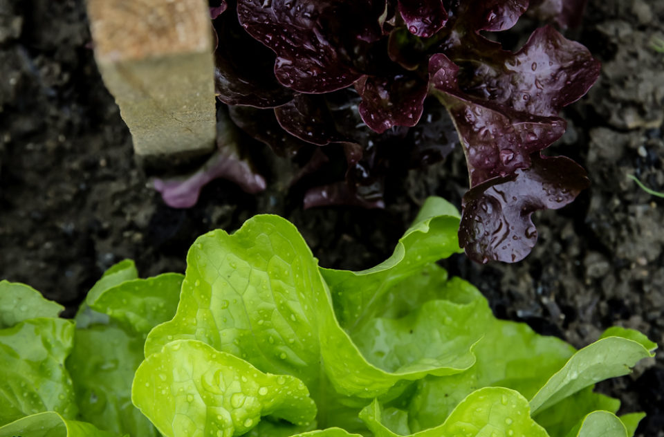 Urban Gardening Fresh Salad