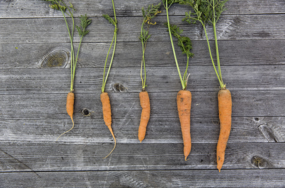 Fresh Bio Harvest Carrots