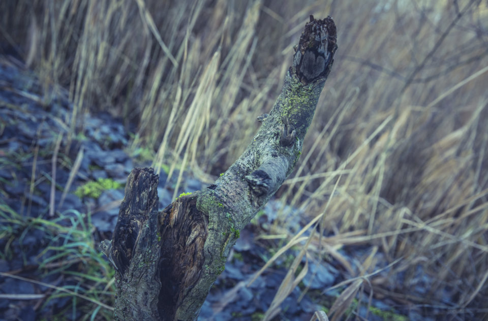 Tree Trunk Moss Dead