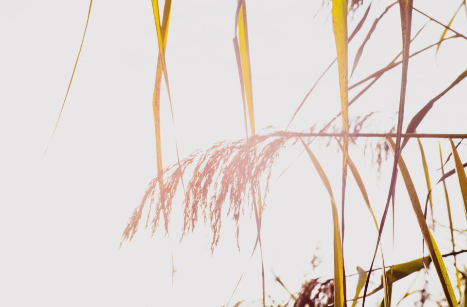 Autumn Wild Reed