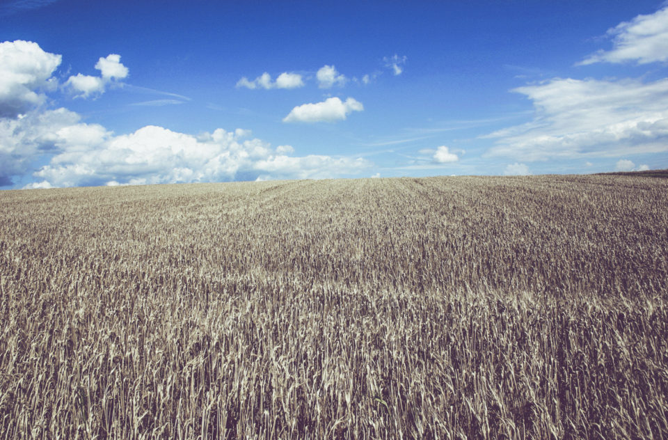 Cropland Wheat Farmland