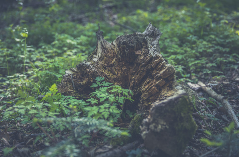 Moss Dead Tree Trunk