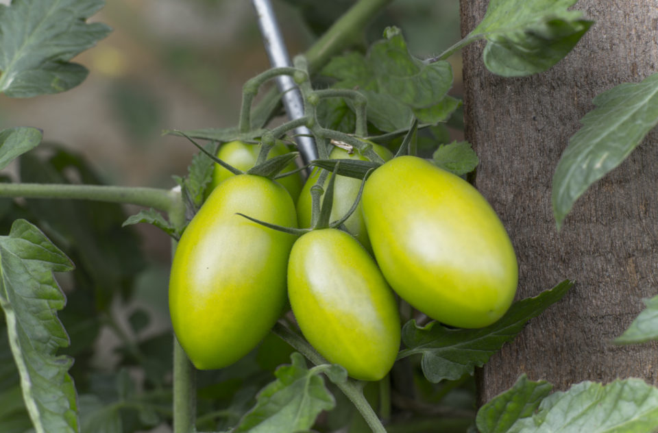 Fresh Bio Tomatoes