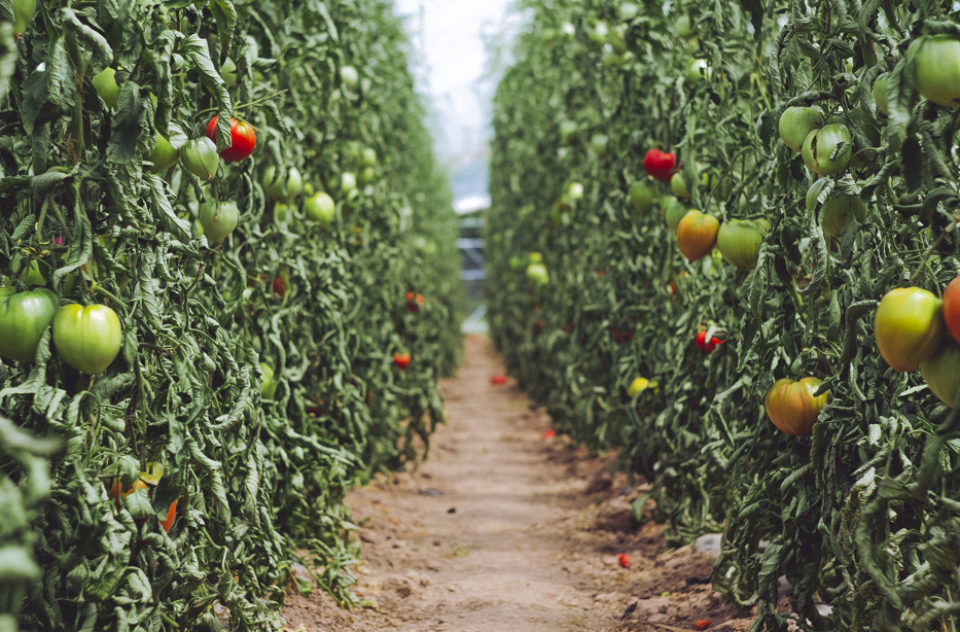 Greenhouse Bio Tomatoes