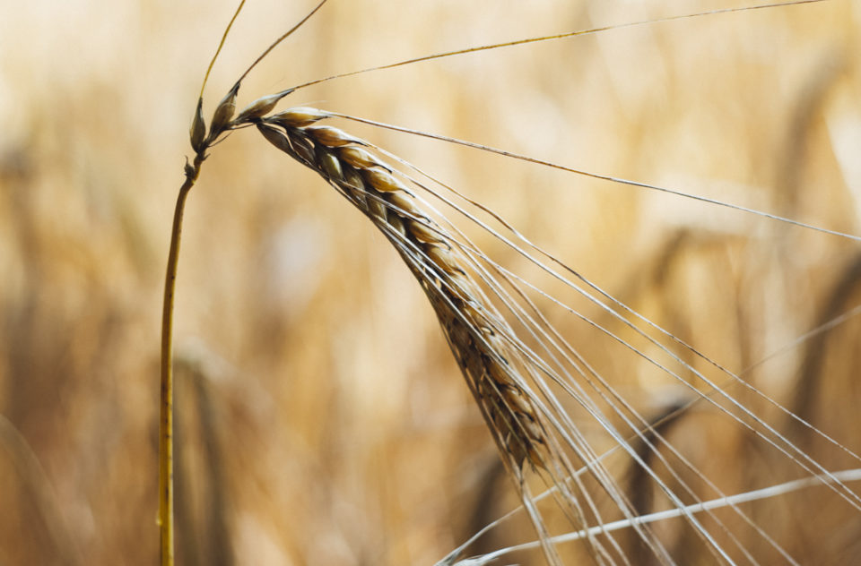 Bio Wheat Agriculture